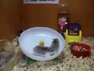 hamsters