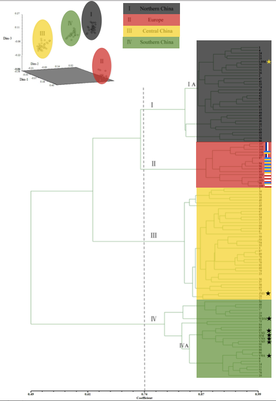 Gao et al's tree, demonstrating the large amount of genetic diversity present in Chinese Cannabis accessions