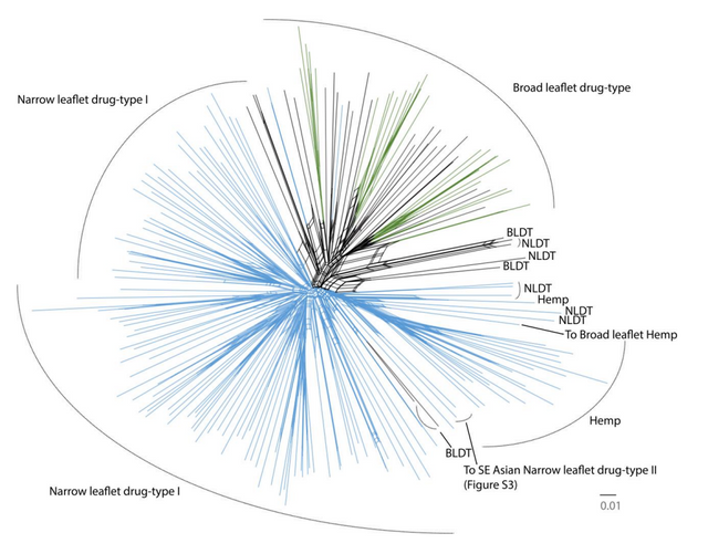 Lynch et al's network