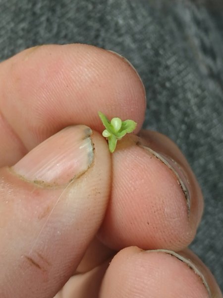 Clustered Dock has 3 seeds in a 3 segmented seed case