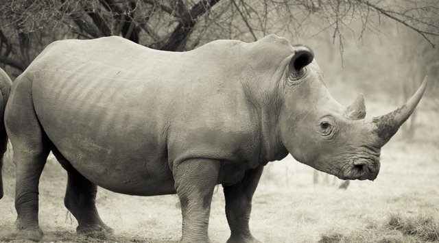 Rhino Badak Yang Hampir Musnah Steemit