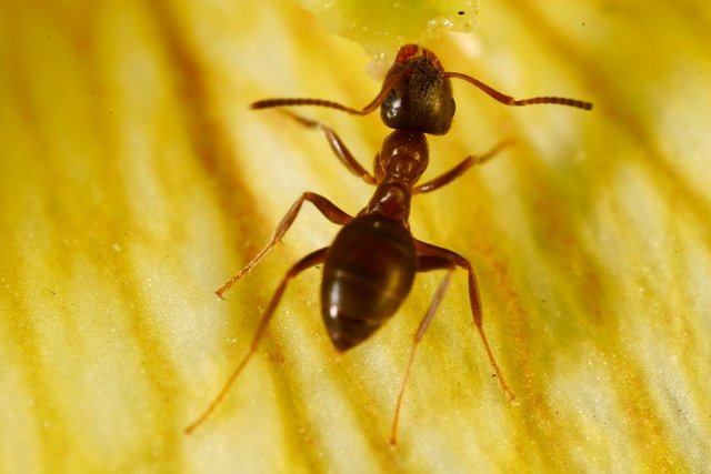 Ants eating pollen