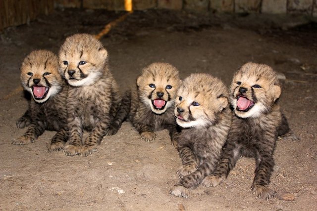 Cheetah Cub