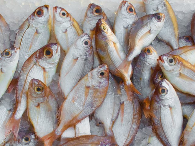 catch-fish-fish-market-229789.jpg