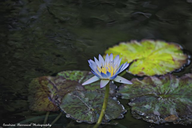 Water lily 3 scaled.jpg