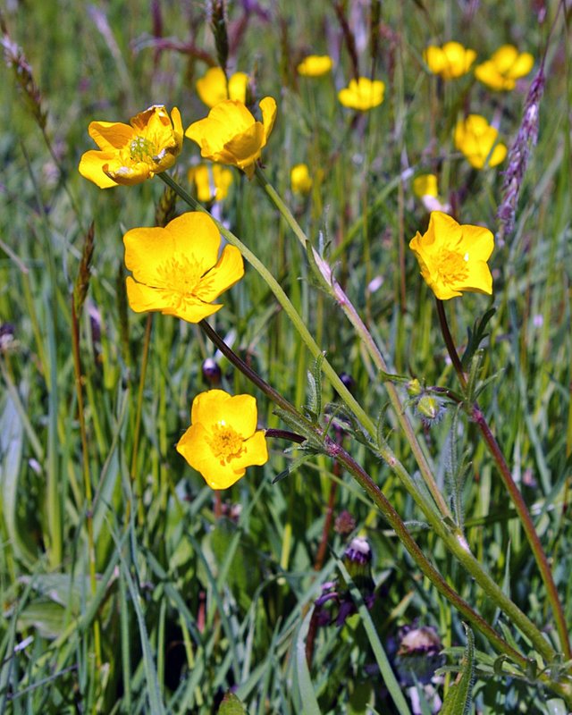 Field_Buttercups_6399.JPG