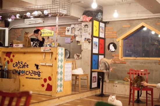 Cat Café in Seoul, South Korea — Steemit