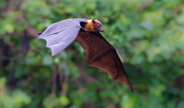 A bat flying in the jungle