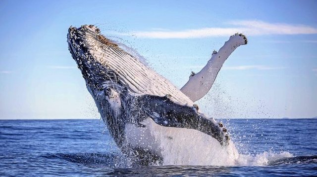 Whale on Steem Blockchain