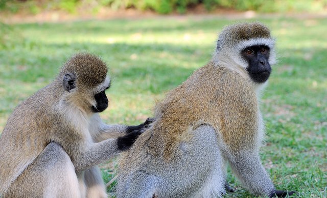 The Vervet Monkey