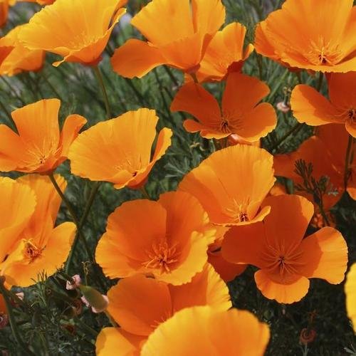 Eschscholzia californica - A relaxing medicinal plant — Steemit