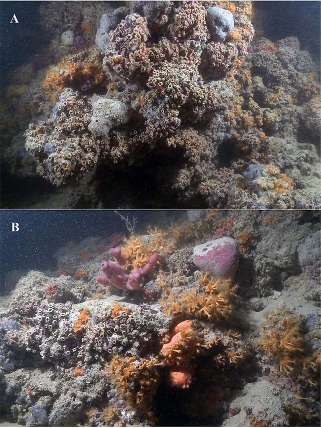 Mesophotic coral reef