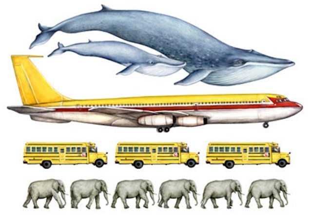 Did you know - a blue whale tongue weighs more than a few elephants