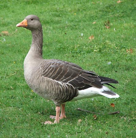 Ducks, Geese and Swans in Bangladesh — Steemit