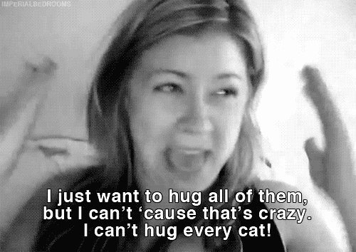 Image result for crazy cat lady gif