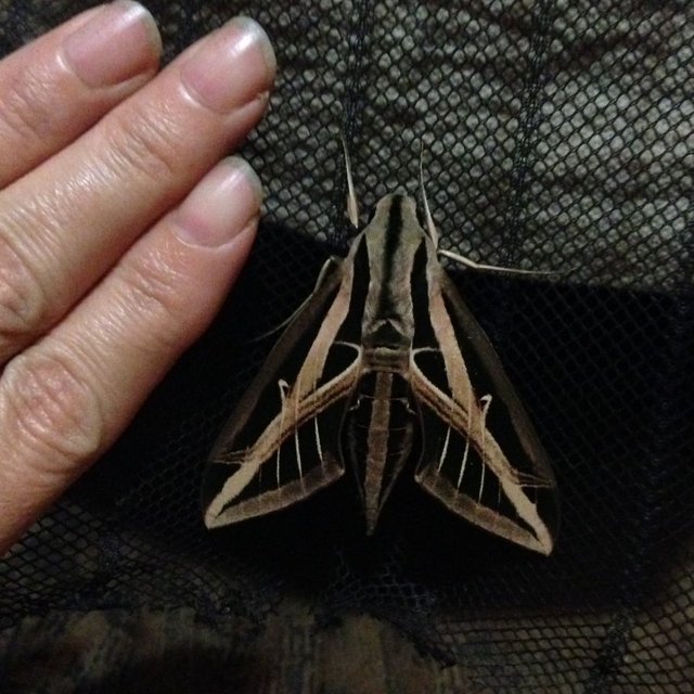 Banded Sphinx photo by Meredith Loughran