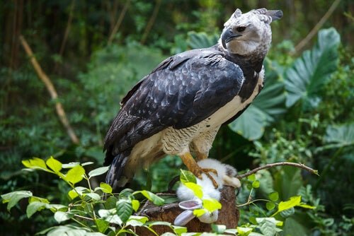 aguila-arpia-caracteristicas.jpg