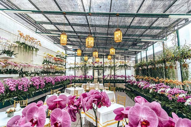 Kuala Lumpur Orchid observatory in Majestic Hotel Kuala Lumpur has a room full of orchids for afternoon tea