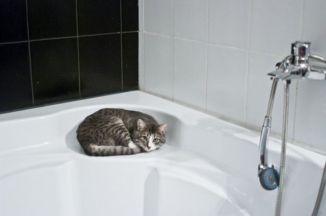 고양이 목욕