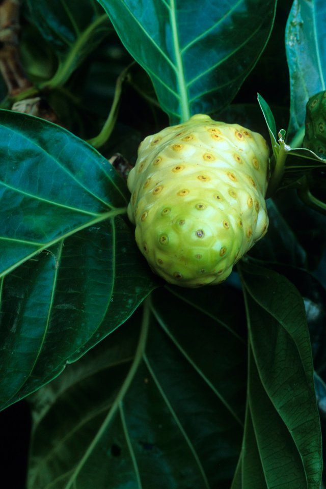 NONI (MORINDA) Health benefits, and side effects. — Steemit