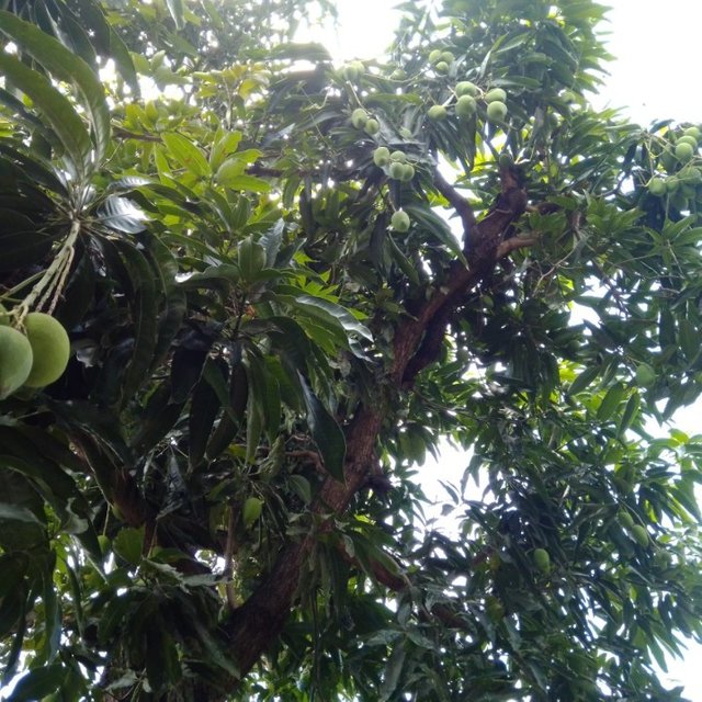 Fruta tropical - mangostim - fruit - delicious - delícia - minha
