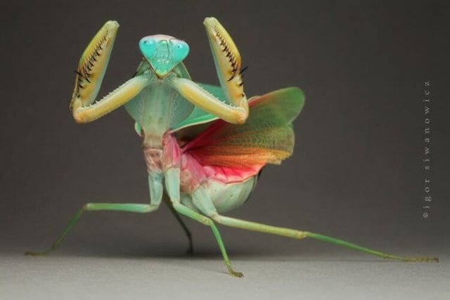 Mantis turned out to be even worse than we thought (5 photos)