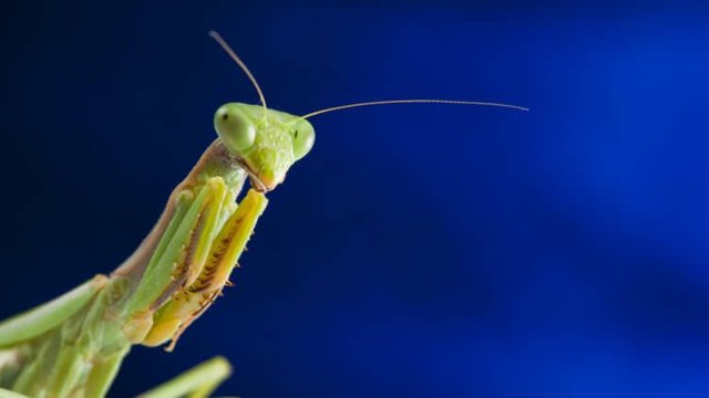 Mantis turned out to be even worse than we thought (5 photos)