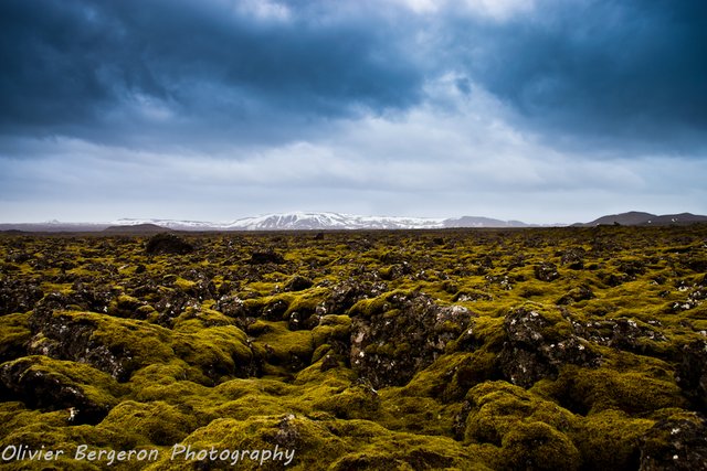 Daily photo : green lava field - Iceland — Steemit