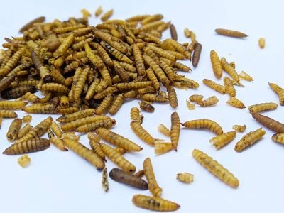 roast black soldier fly larvae