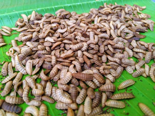 black soldier fly larvae