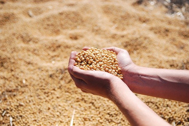 chicken feed soybean