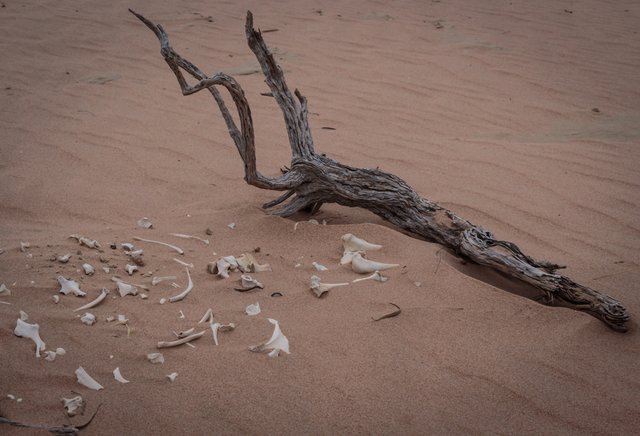 Ancient animal bones, Lake Mungo National Parlk