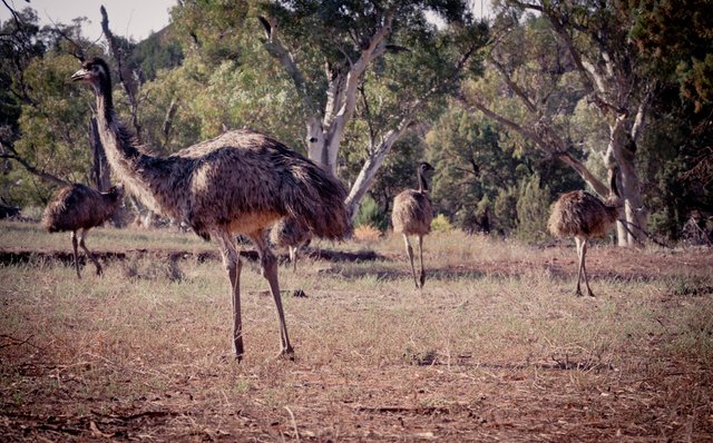 Wild emus Outback Australia