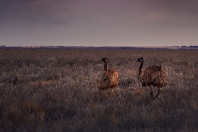 Emus roaming the dry lake bed at Mungo National Park