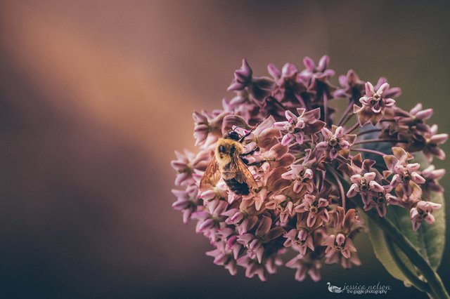 Today&rsquo;s Photo Of The Day is &ldquo;Bumblebee on Milkweed&rdquo; by Jessica Nelson.