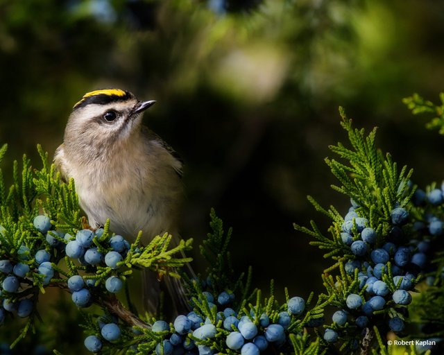 Today&rsquo;s Photo Of The Day is &ldquo;Golden Crowned Kinglet&rdquo; by Robert Kaplan. Location: Jamaica Bay Wildlife Preserve, New York.