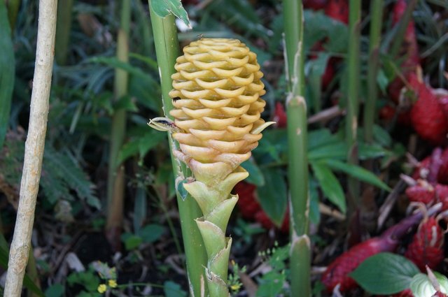 beehive-ginger