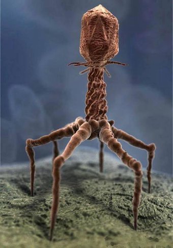 Image of T4 Bacteriophage Virus