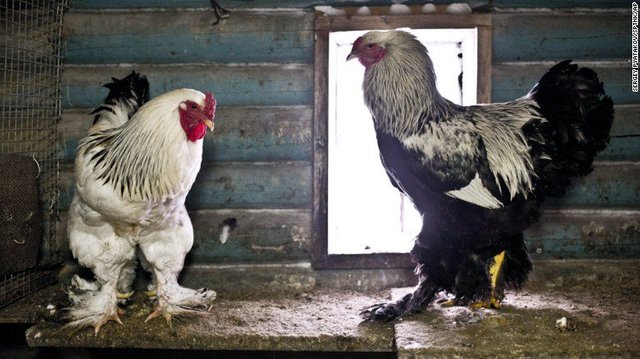 The Biggest Chicken In The World Steemit