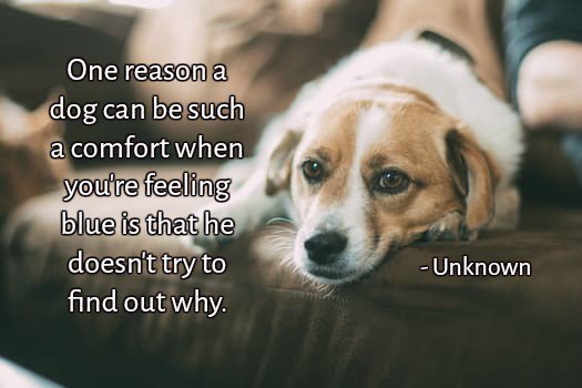 One reason a dog can be such a comfort when you’re feeling blue is that he doesn’t try to find out why.- Unknown