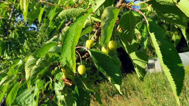 Cherry tree