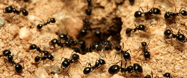 Small Ants Which Country Has No Ants?
