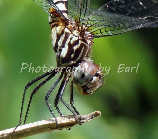 Image of Dragonfly