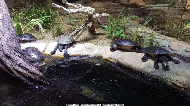 snake necked turtles