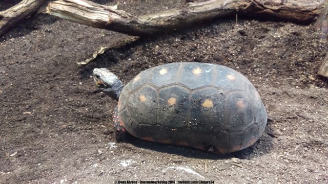 Red-footed tortoise