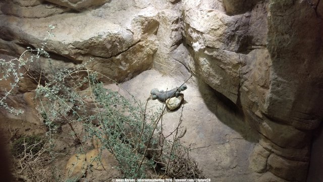 Omani Spiny-tailed Lizard 1