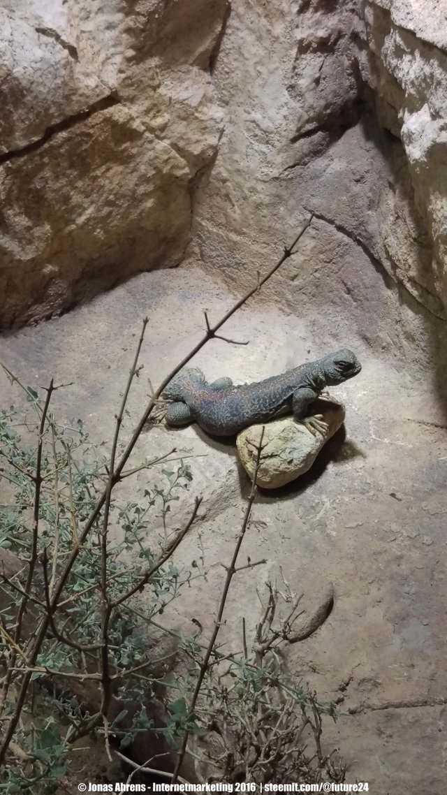 Omani Spiny-tailed Lizard 2