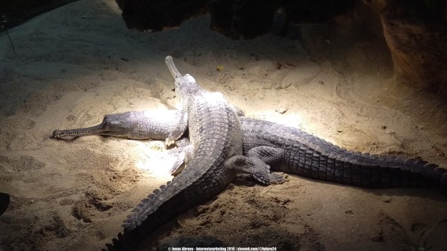 Gharial