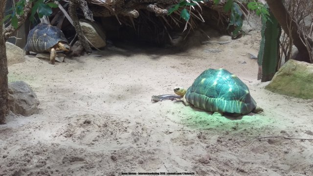 Radiated tortoise together with spiny tailed iguana 1