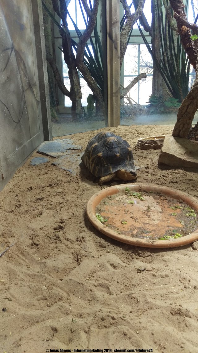 Radiated tortoise 2